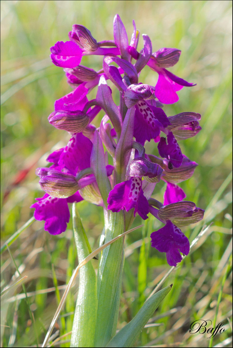 Anacamptis morio (L.) R.M. Bateman, Pridgeon & M.W. Chase